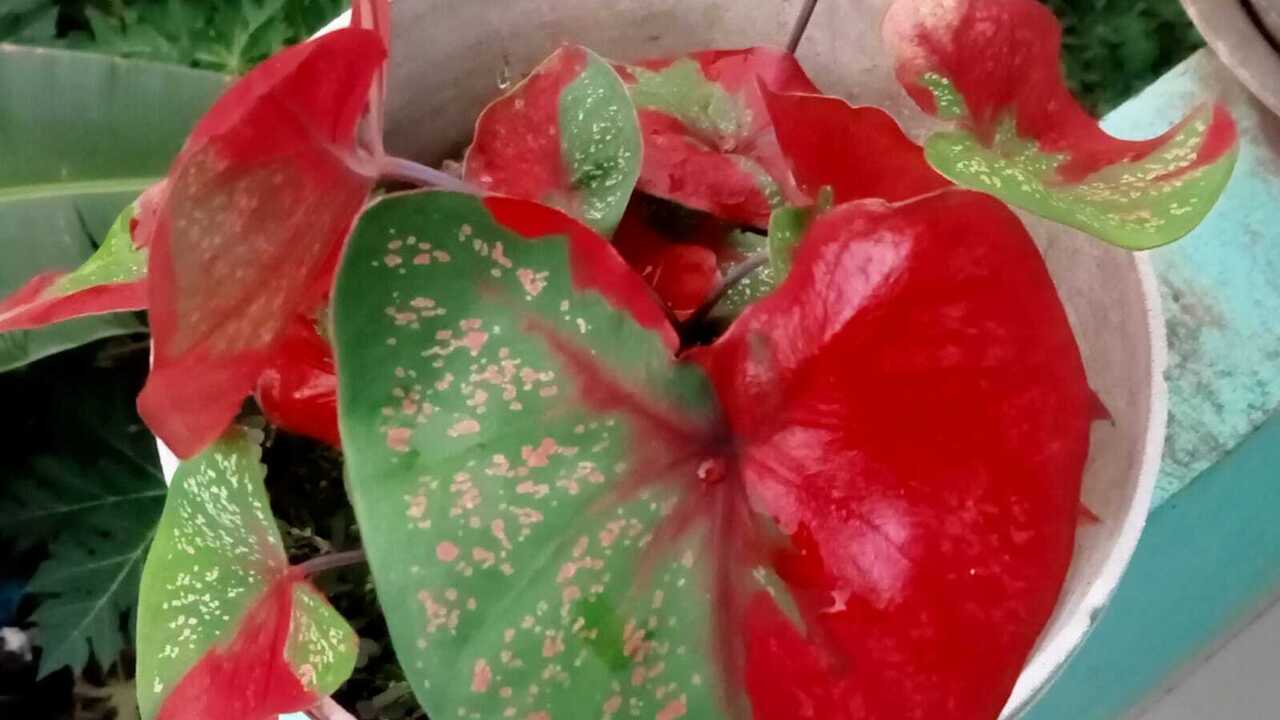 Diburu Saat Trend, Keladi Bukan Sekedar Bunga Hias Namun Punya Fungsi Lain Yang Jarang Diketahui