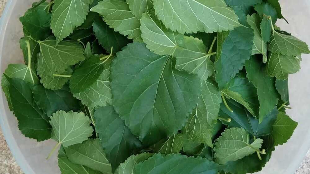 Daun Mulberry atau Murbei Dapat Mengatasi Masalah Keputihan dan Insomnia