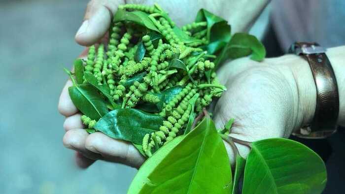 Daun Melinjo Ternyata Bisa Mengobati Malaria dan Jerawat