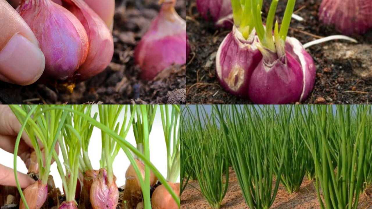 Teknik Mudah Menanam Bawang Merah di Rumah dengan Metode Set