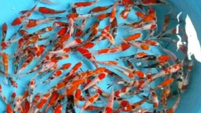 Potensi Bisnis Budidaya Ikan Koi: Kombinasi Warna dan Elegansi Menarik Pecinta Ikan Hias
