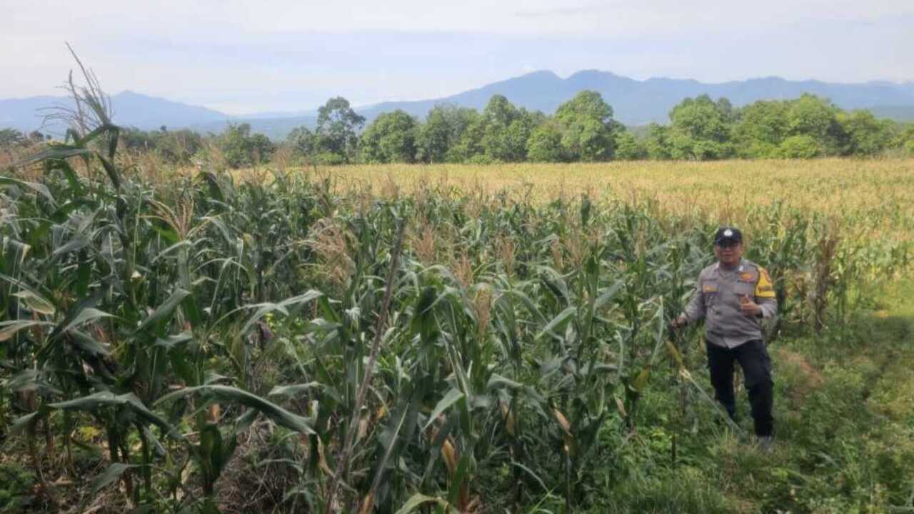 Komoditas Jagung di Pagar Agung Siap Panen