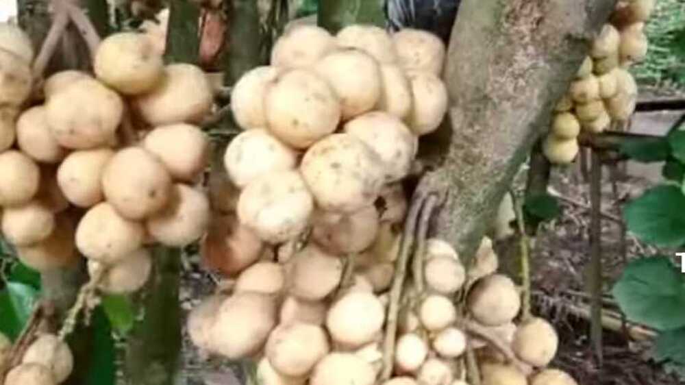 Mengatasi Masalah Pencernaan dengan Mengonsumsi Buah Duku