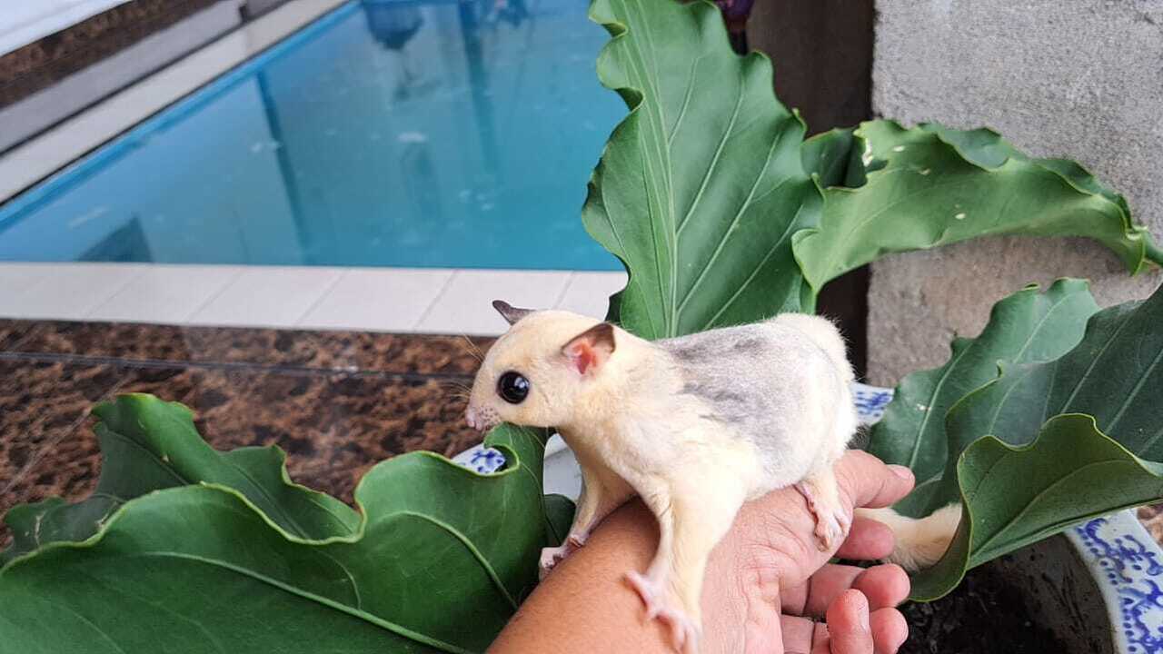 Sugar Glider, Si Kecil Imut yang Disenangi Anak-Anak hingga Dewasa