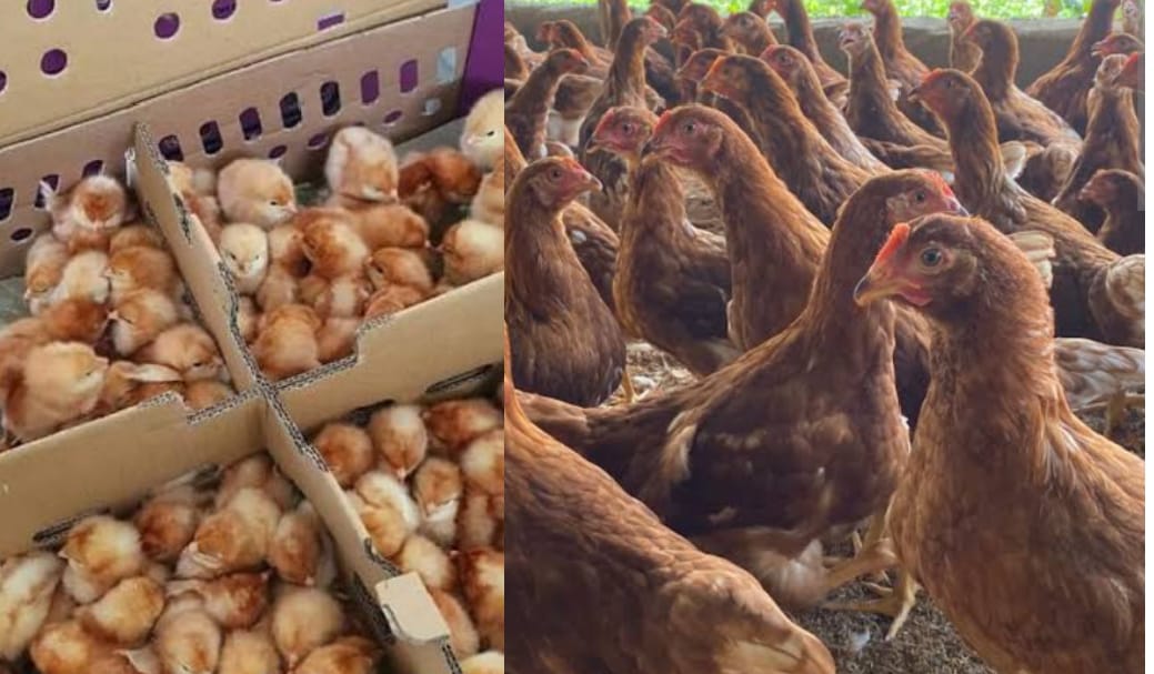 Lebih Untung Ternak Ayam Petelur dari DOC atau Pullet? Simak Perbandingan Lengkap Sebelum Memulai Usaha