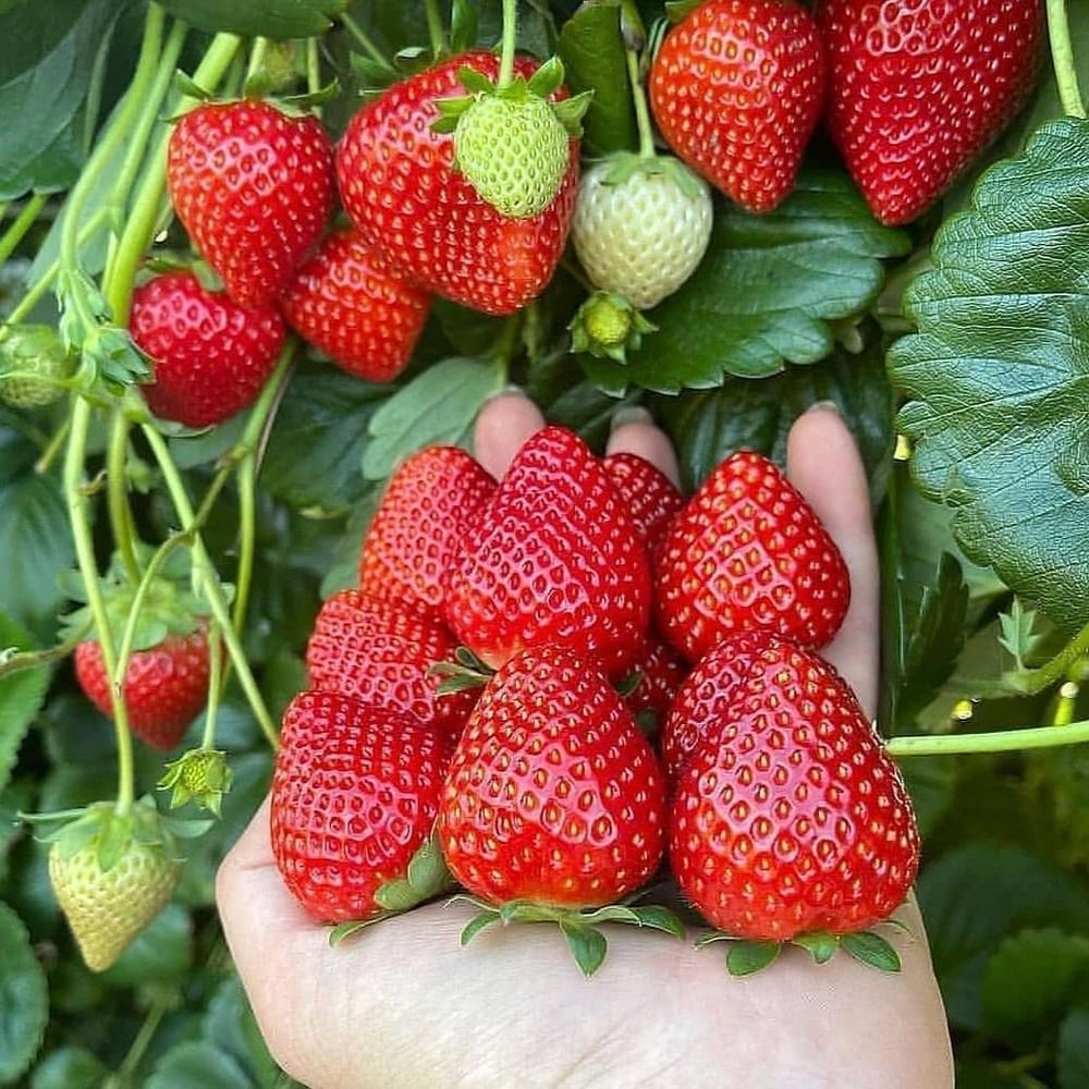 Mampu Cegah Tekanan Darah Tinggi! Ini Manfaat Makan Buah Strawberry Bagi Kesehatan, Yuk Cek Faktanya