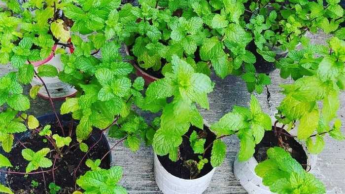 Manfaat Daun Mint sebagai Penyedap Minuman yang Alami