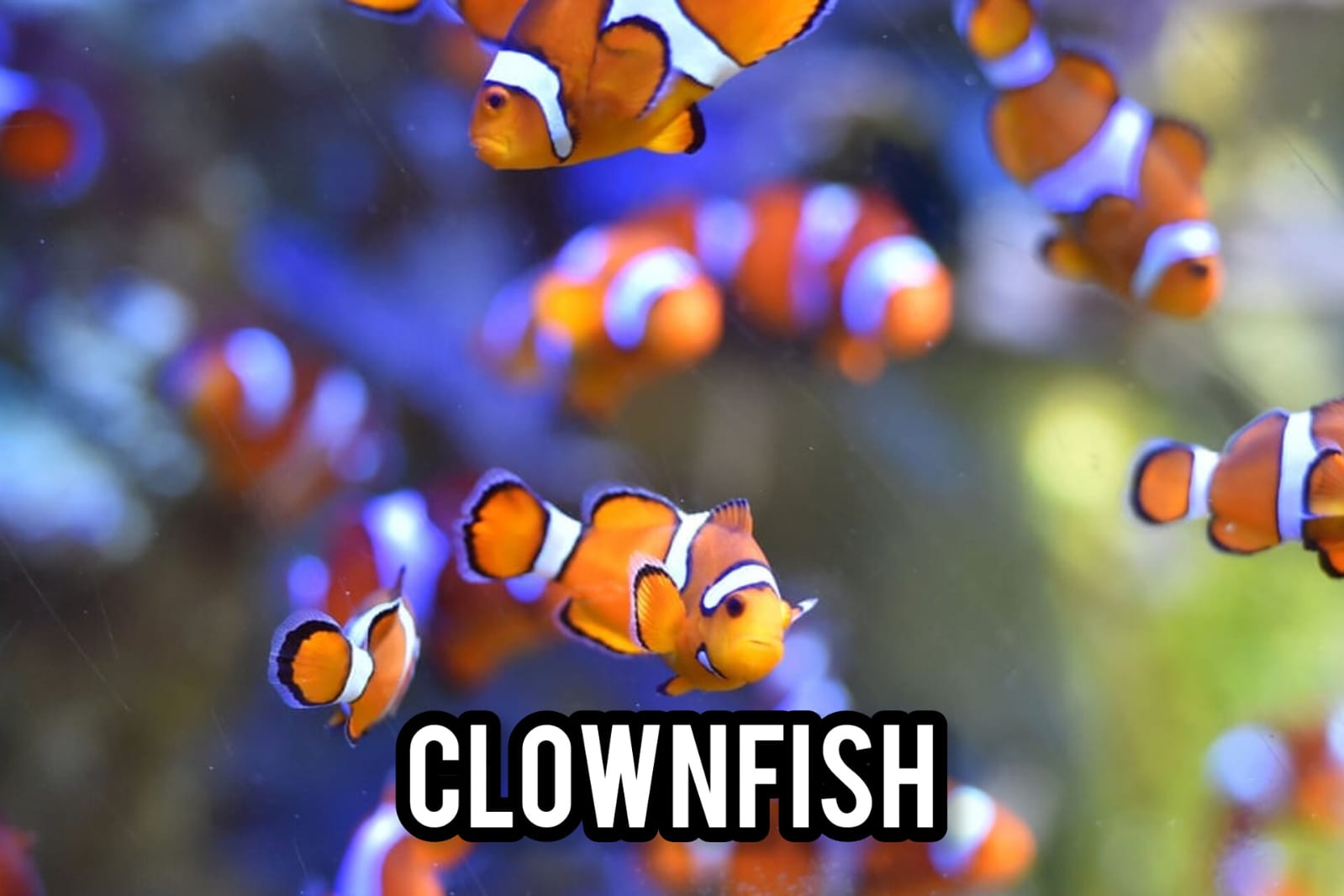 Keindahan Clownfish: Ikan Badut yang Terkenal di Segala Penjuru Dunia