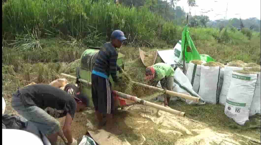 Padi Diserang Hama Tikus Sebabkan Petani di Kabupaten OKU Menjerit