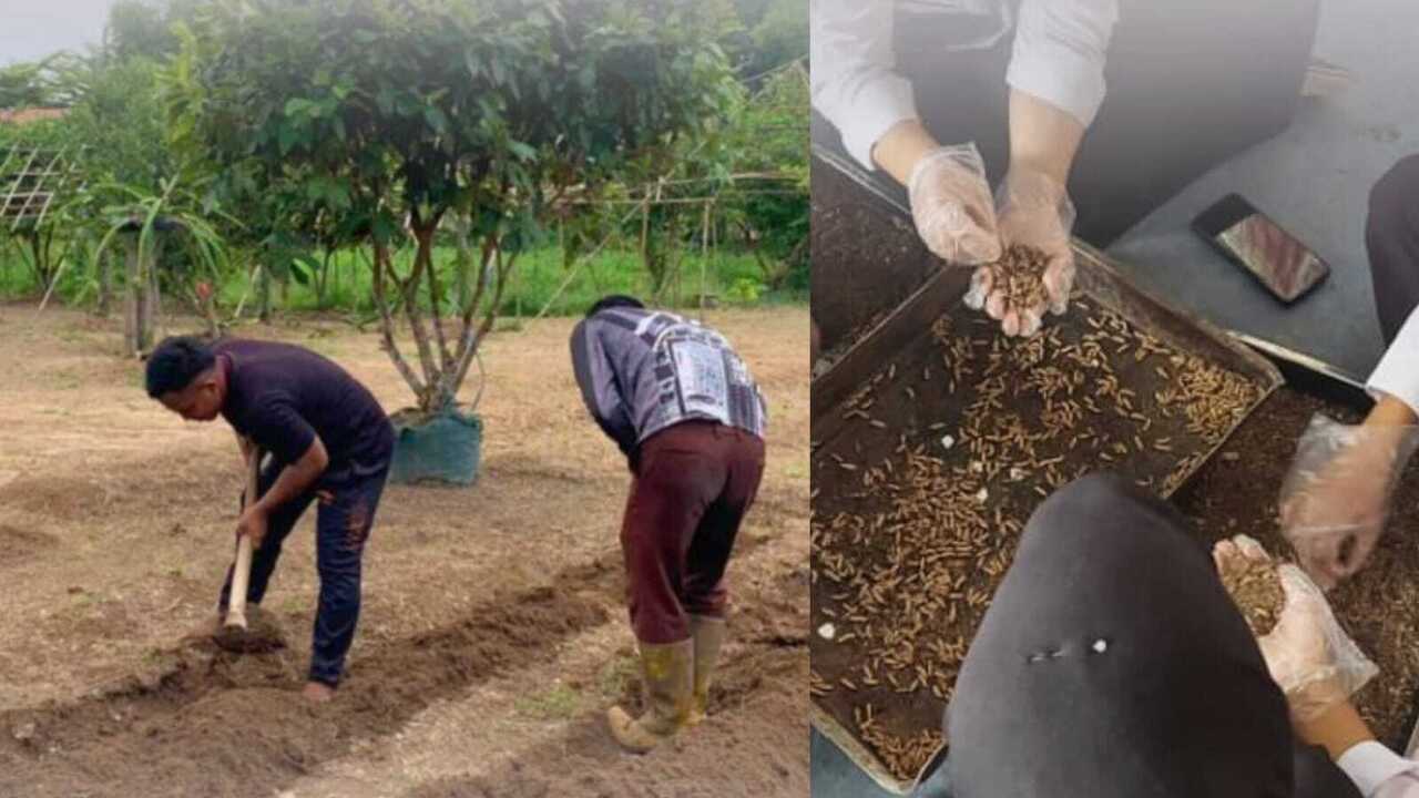 WBP Lapas Kayuagung Aktif Jalani Pembinaan, dari Olah Lahan Hingga Maggot