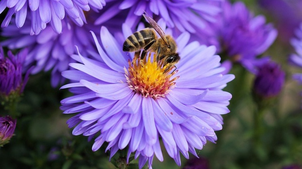 Keajaiban Lebah: Fakta Unik di Balik Sayap Kecil Penjaga Ekosistem