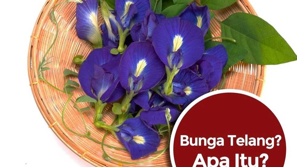 Bunga Telang: Pesona Cantik dan Khasiat Ajaib dalam Budaya dan Kuliner Indonesia