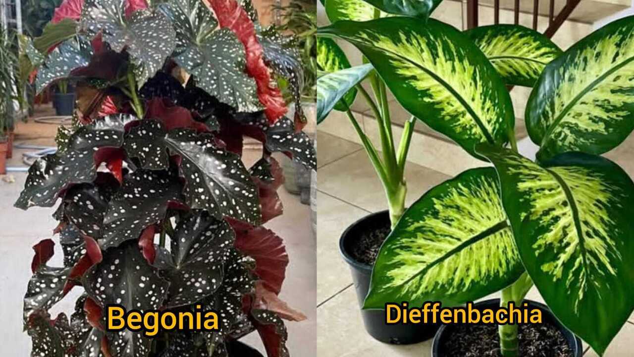 Begonia dan Dieffenbachia, Tanaman Hias Cantik yang Tumbuh Subur di Media Air