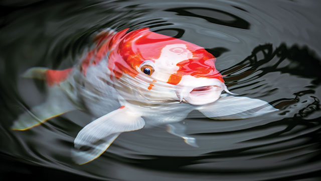 Mitos Dibalik Warna Warni Ikan Koi, Warna Merah Ternyata Menggambarkan Hal Ini..