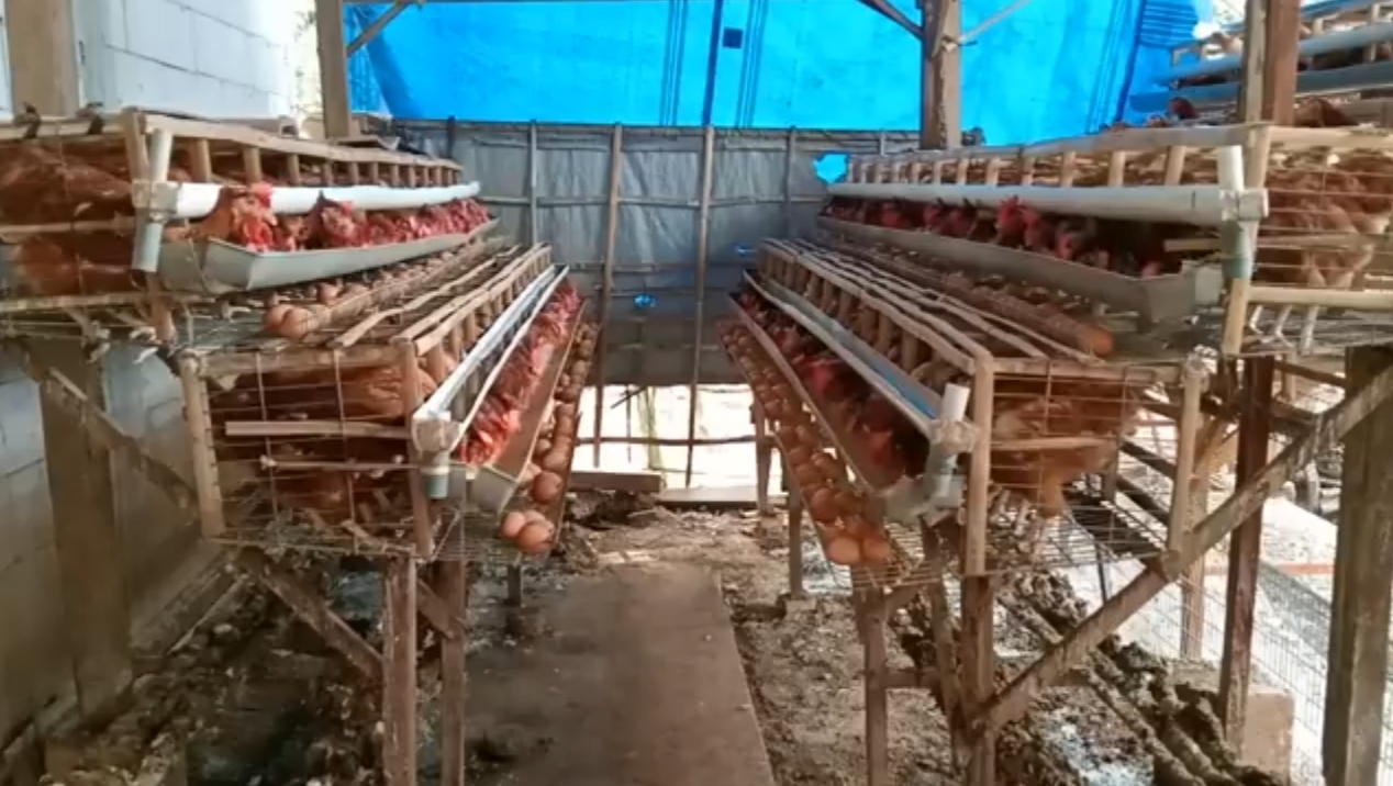 Hal yang Wajib Dipahami Sebelum Ternak Ayam Petelur, Pemilihan Bibit Jadi Kunci Utama