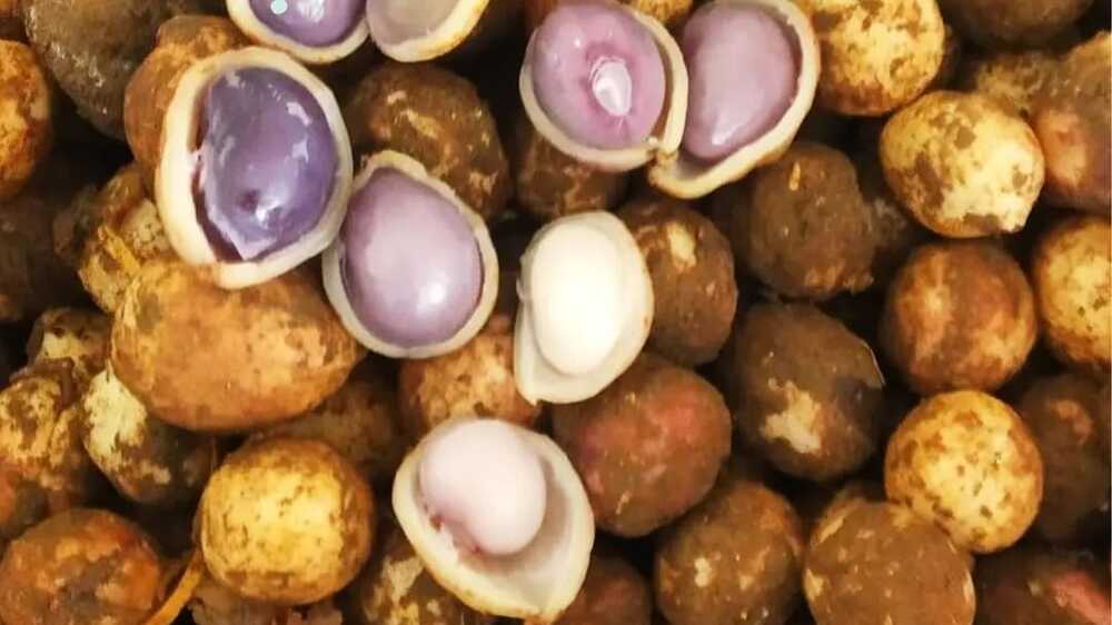 Manfaat Kacang Bogor untuk Penderita Diabetes sebagai Makanan Sehat dan Lezat