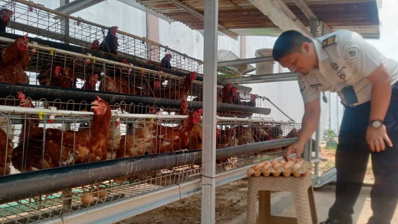 Lapas Muara Enim Hasilkan 1.800 Butir Telur