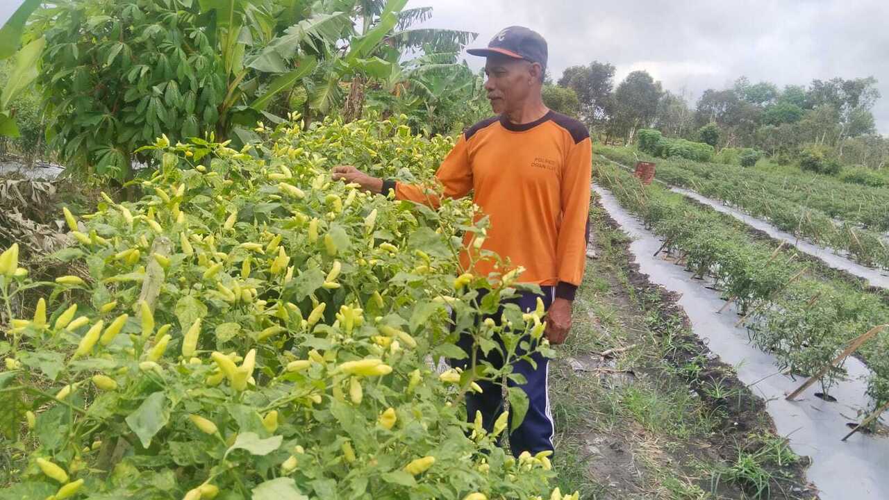 Harga Cabai Melonjak, Petani Ogan Ilir Semakin Semangat Menanam