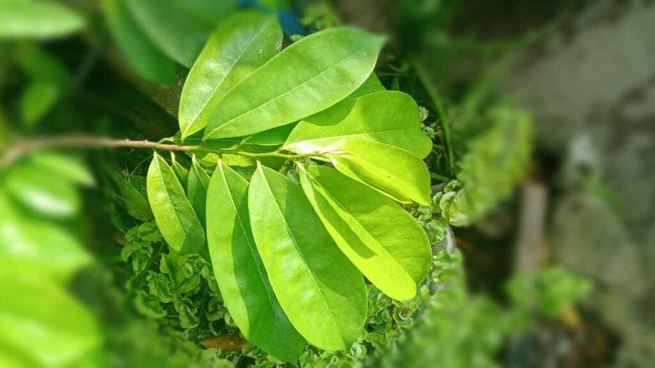 Daun Sirsak Kian Populer, Ini Manfaat dan Cara Konsumsinya untuk Kesehatan