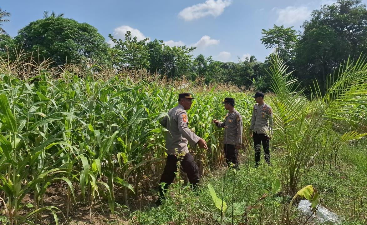 Pastikan Pertumbuhanya Baik, Polsek Pemulutan Tebar Puluk Untuk Tanaman Jagung Unggul