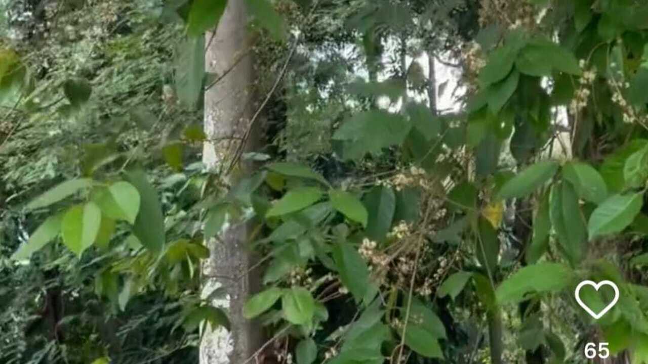 Manfaat Daun Salam untuk Kesehatan dan Rumah Tangga, Solusi Alami Usir Serangga hingga Redakan Stres