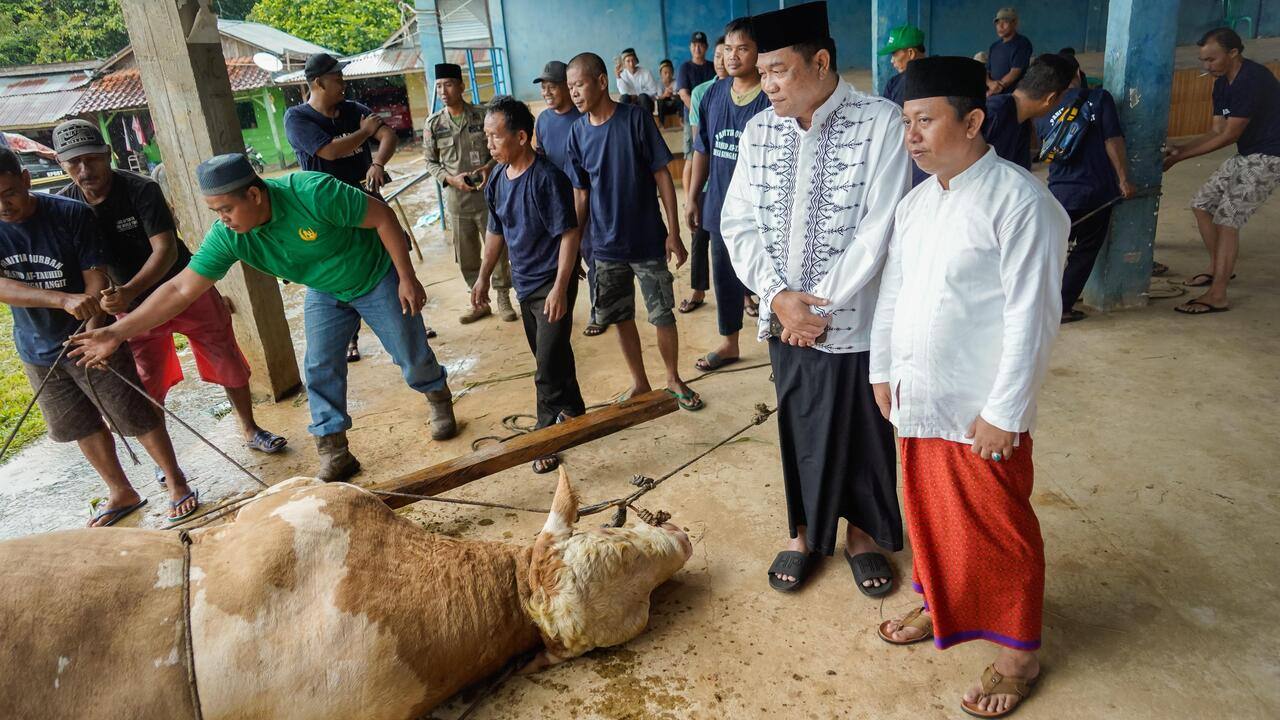 Sapi Qurban Presiden Prabowo Simental Seberat 802,5 Kg
