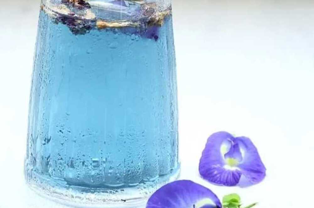 Menyegarkan dengan Elegansi Biru: Bunga Telang, Kunci Rahasia Minuman Segar yang Memukau