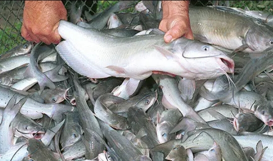 Bukan Hanya Salmon, Ini Daftar Ikan Lokal Kaya OMG-3