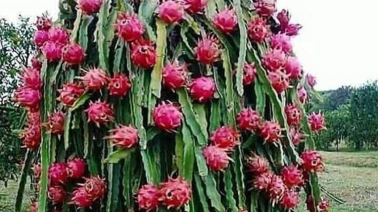 Pohon Buah Naga, Simbol Rezeki dan Harapan yang Tumbuh dari Halaman Rumah