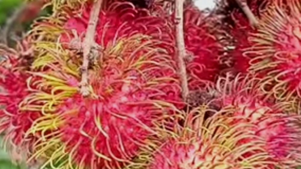 Lezat dan Penyedia Nutrisi, Rambutan, Si Buah Tropis yang Mendukung Fungsi Otak