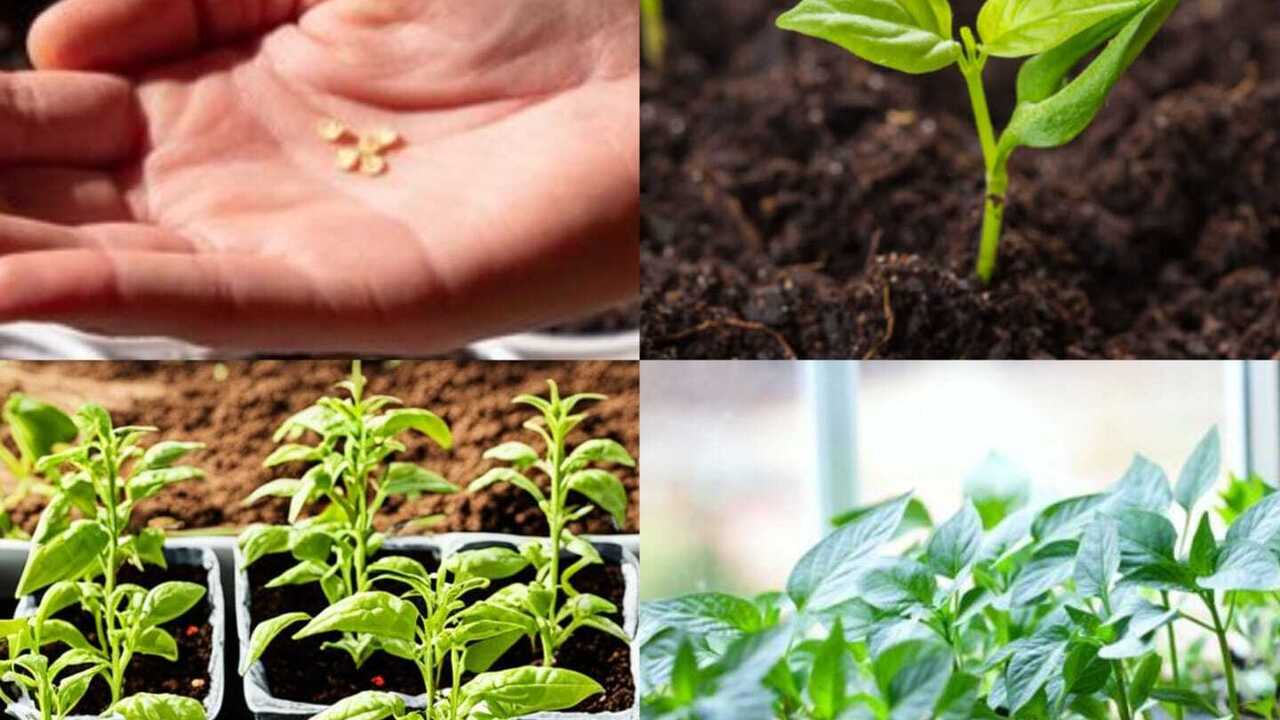 Cara Menanam Cabai dari Biji: Panduan Lengkap untuk Hasil Panen Melimpah