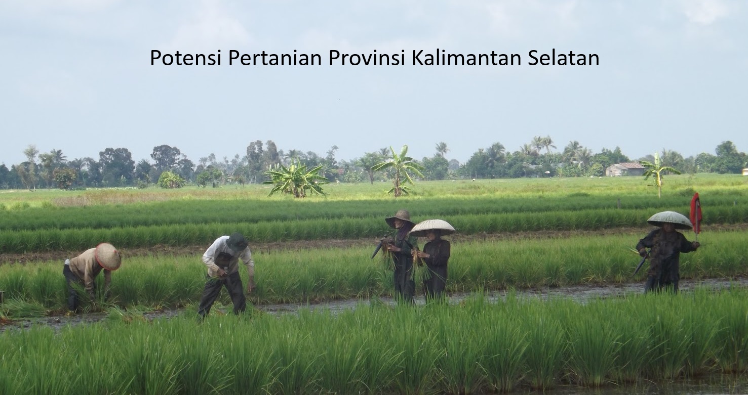 Menggali Potensi Pertanian Kalimantan Selatan: Menyongsong Kesejahteraan Petani dan Peluang Investasi