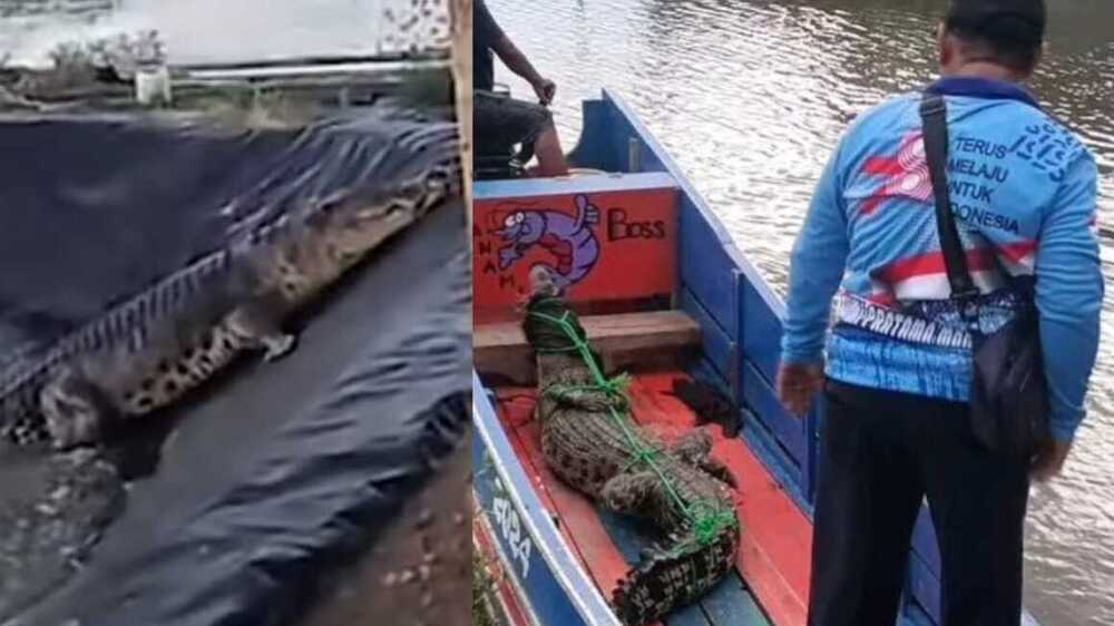 Buaya Dua Kali Masuk Tambak Udang Warga OKI, Ternyata Memang Dekat dengan Habitatnya