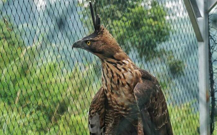 8 Spesies Burung Asli Indonesia yang Habitatnya Terancam Punah
