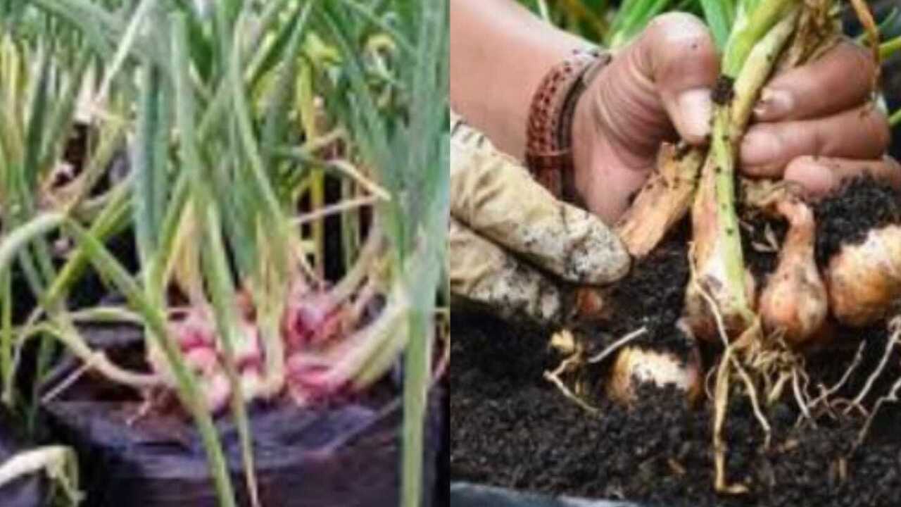Panduan Praktis Menanam Bawang Merah di Polybag Menggunakan Benih