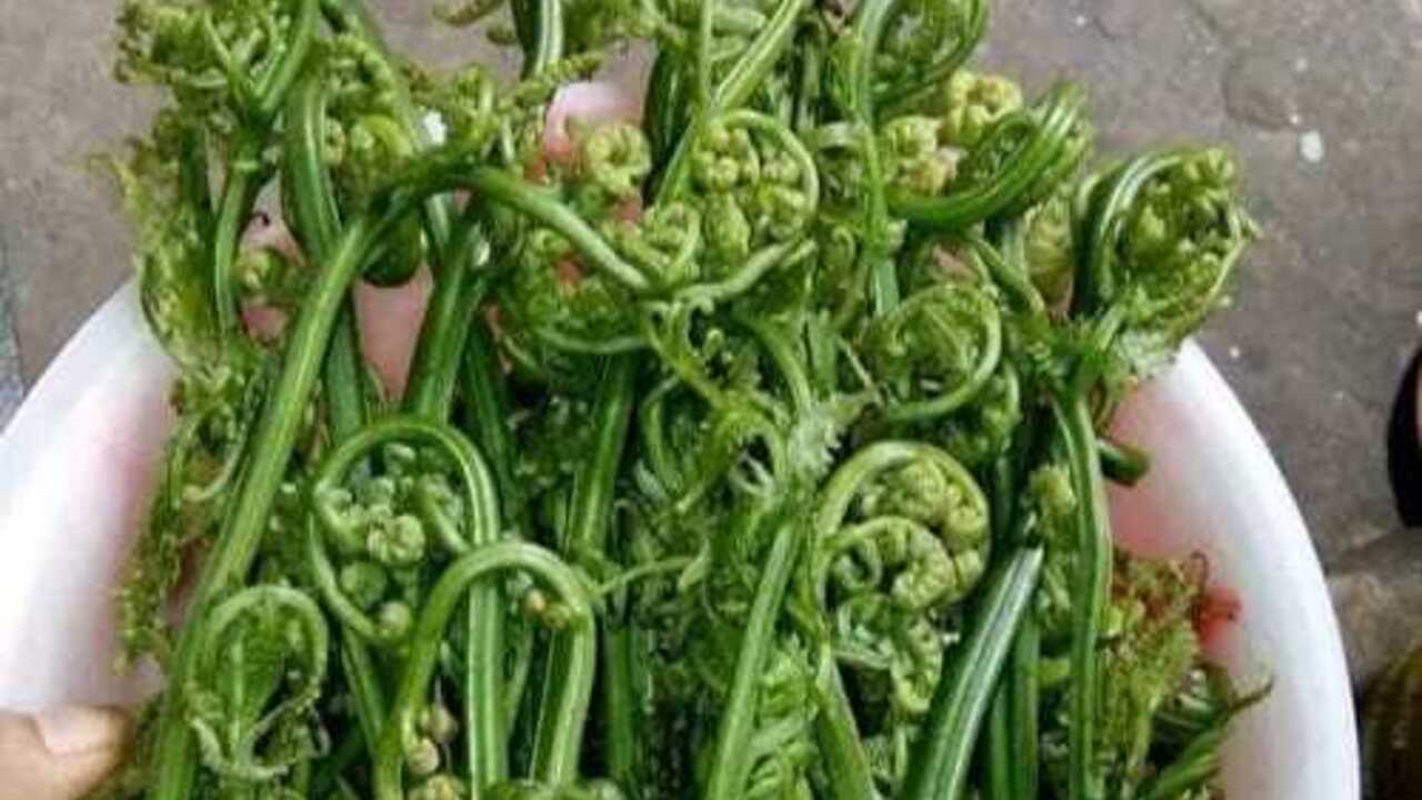 Selain Enak dan Kaya Nutrisi Manfaat Sayur Pakis untuk Kesehatan Baik untuk Tubuh