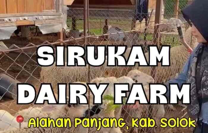 Sirukam Dairy Farm: Wisata Alam Sekaligus Tempat Edukasi Peternakan Bagi Anak di Alahan Panjang, Solok
