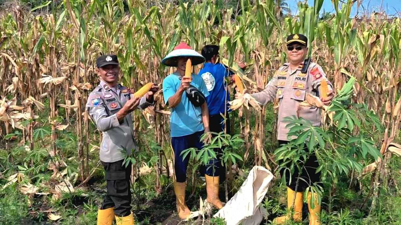 Polres OKU Panen 24 Ton Jagung di Lahan Binaan