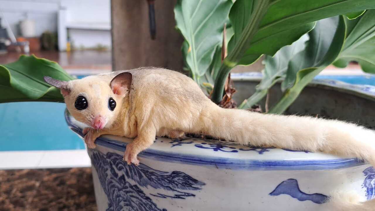Mengenal Jenis dan Cara Merawat Sugar Glider agar Sehat dan Jinak