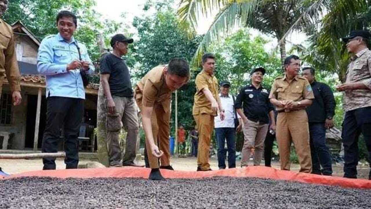 Dikenal Sebagai Sektor Pertanian Karet dan Nanas, Warga Tebedak Ini Justru Kembangkan Tanaman Kopi dan Kakau