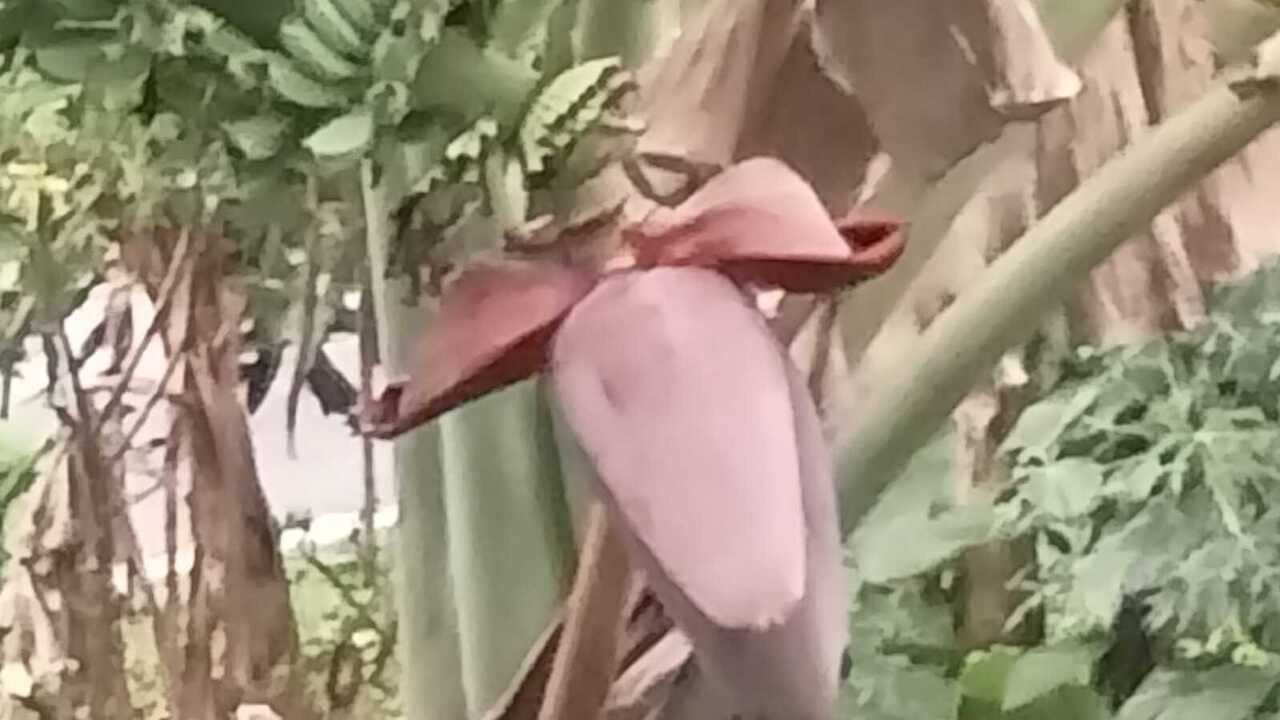 Jantung Pisang Batu: Bahan Pangan Yang Bikin Lidah Bergoyang Juga Menyehatkan Tubuh 