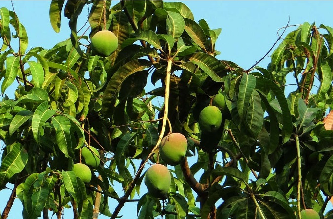 Bagaimana Cara Membuat Pohon Mangga Berbuah Lebat? Ternyata Cukup dengan Penyedap Masakan Ini, Mudah dan Murah