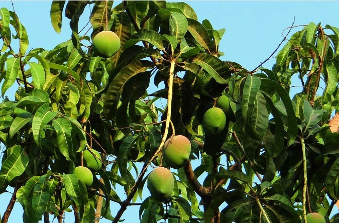 Bikin Pohon Mangga Stres Ternyata Trik Jitu Membuat Pohon Berbuah Lebat, Begini Caranya..