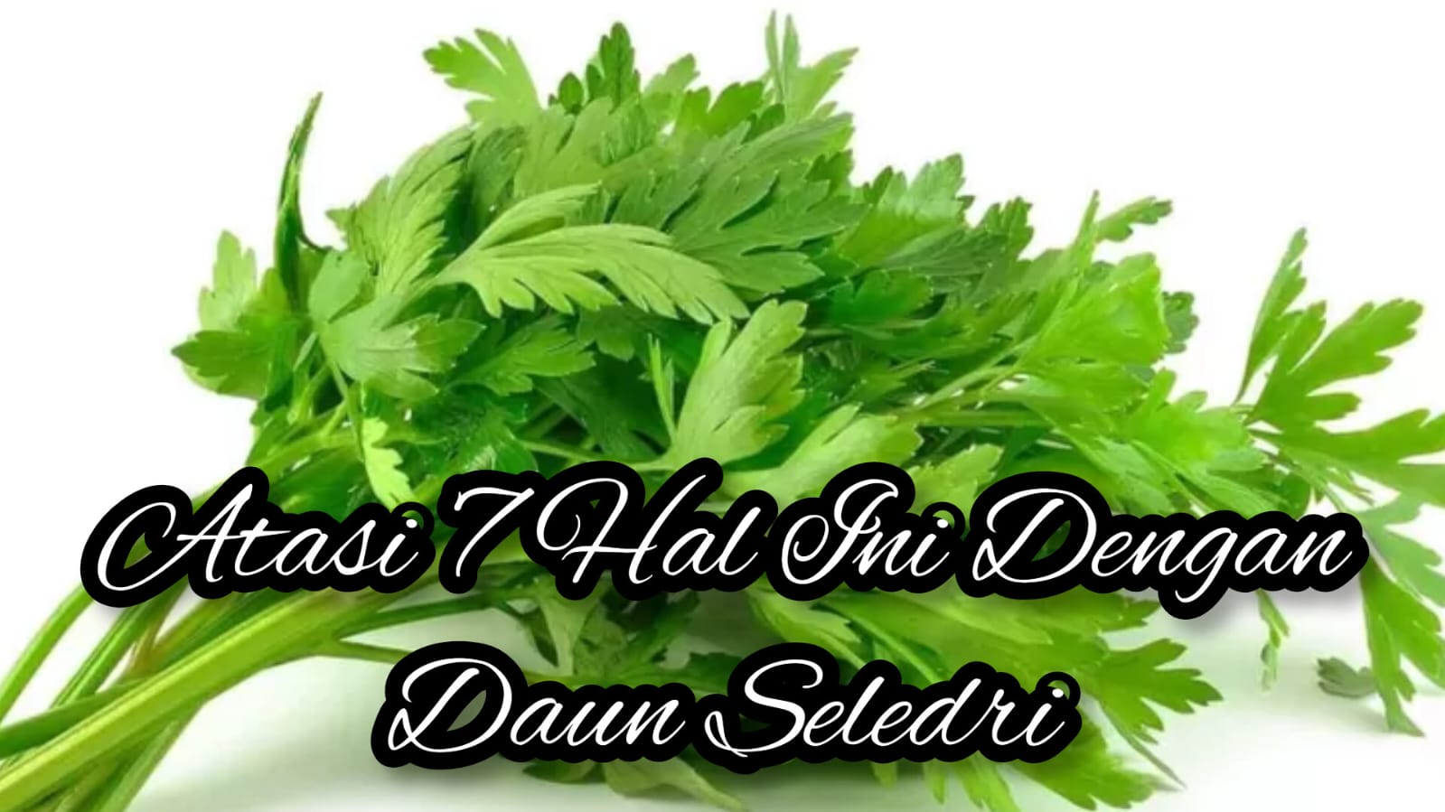 Atasi 7 Hal Ini Dengan Daun Seledri, Penuaan Dini Hingga Jerawat Hilang, Yuk Coba!