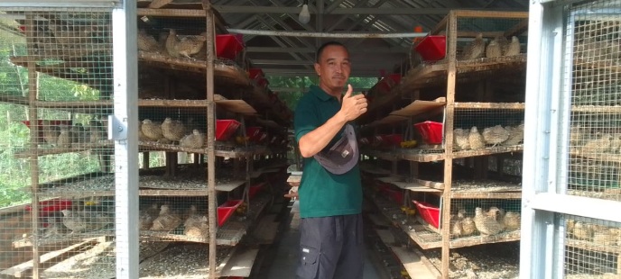 Kisah Agus Sang Peternak Puyuh di Desa Darmo, Berawal dari Hobi Hingga Jadi Ladang Rezeki