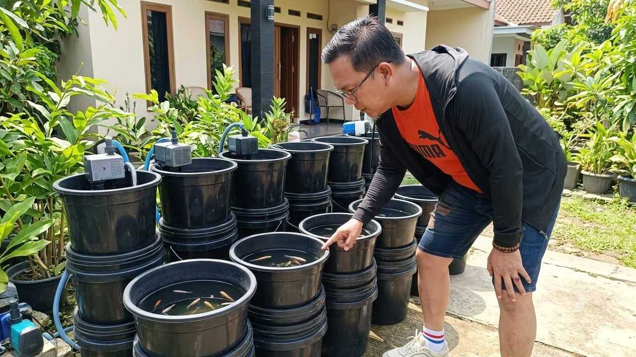 Budikdamber Semakin Populer, Ini Tips Sukses Budidaya Ikan dalam Ember untuk Pemula