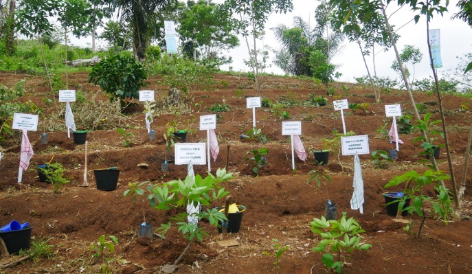PLN UID S2JB Tanam 3.000 Pohon di Rejang Lebong, Perkuat Ekologi dan Harapan Ekonomi Warga