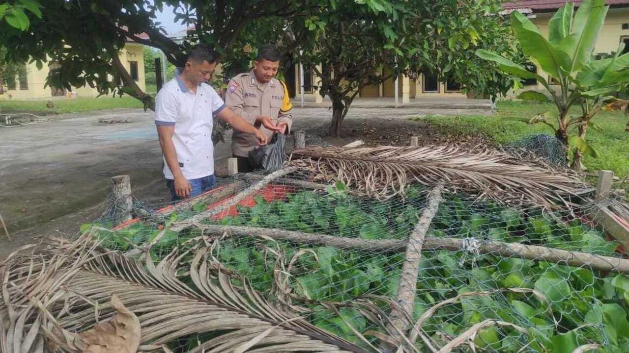 Polsek Rantau Alai Kembangkan Budidaya Ikan Patin untuk Dukung Ketahanan Pangan Nasional