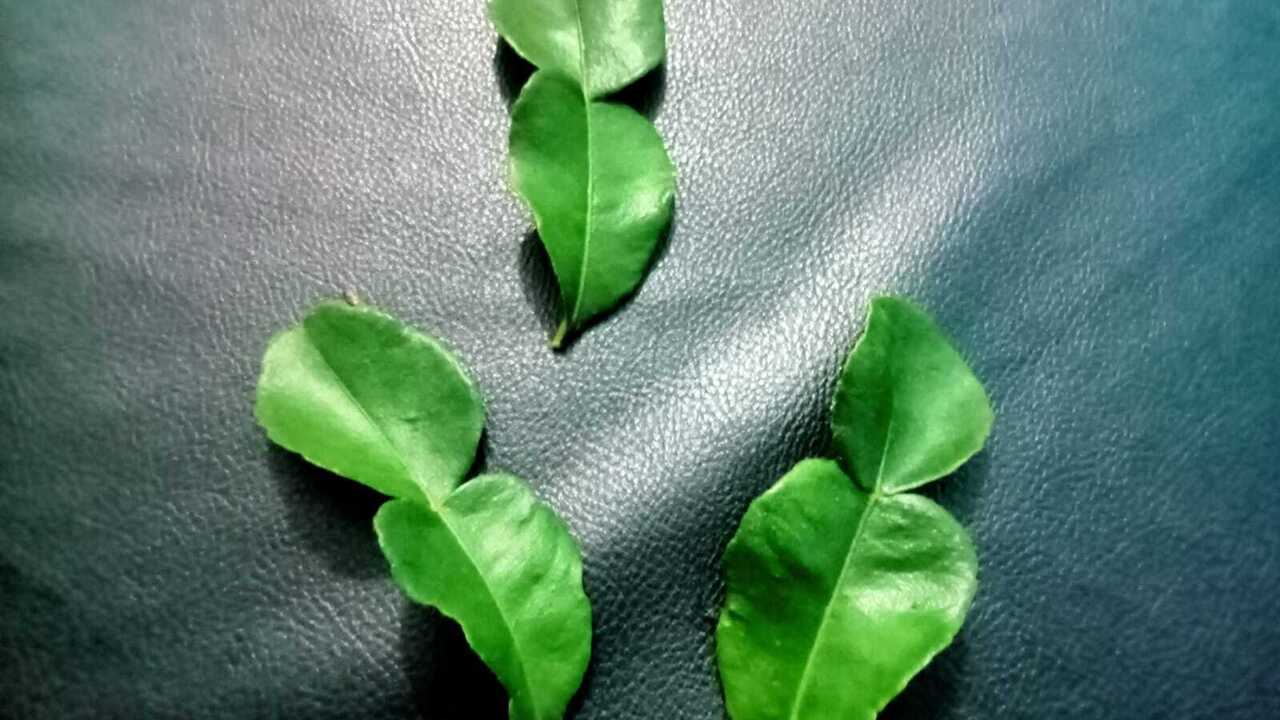 Cegah Kanker dan Lindungi Pencernaan dengan Daun Jeruk Purut