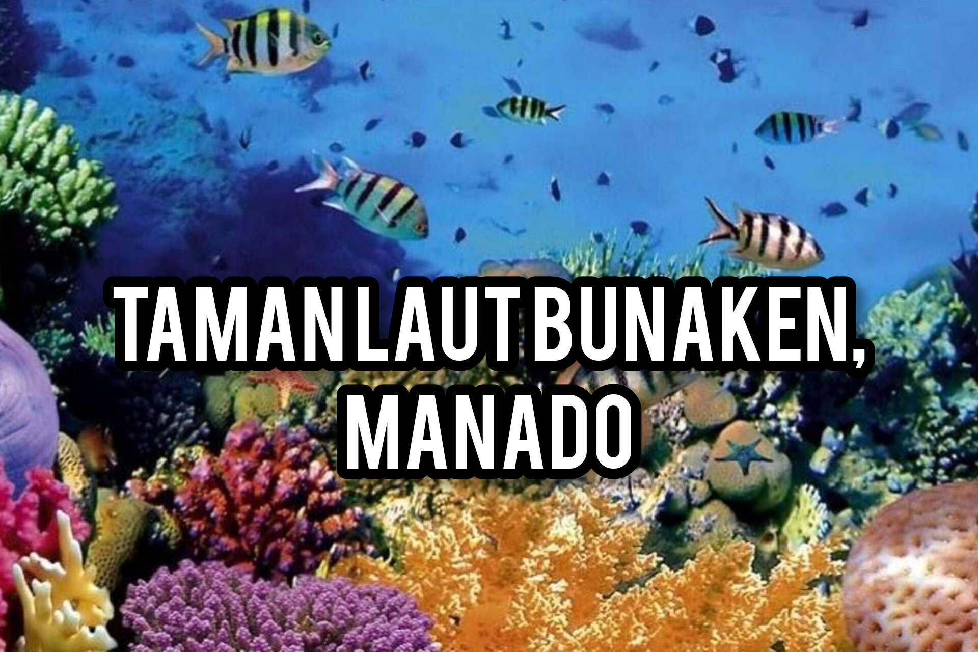 Menyelam dalam Keajaiban Bawah Laut Taman Laut Bunaken, Manado: Gugusan Terumbu Karang yang Menakjubkan